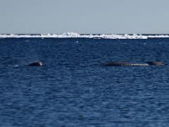 06B Narwhal Whales On Day 5 Of Floe Edge Adventure Nunavut Canada